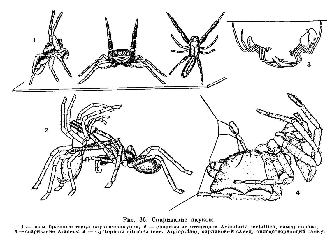 Что значит совокупляться