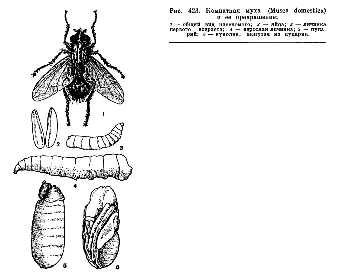 Подотряд Короткоусые круглошовные двукрылые (Brachycera Cyclorrhapha)