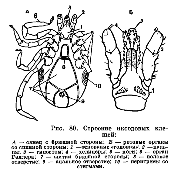 Личинка иксодового клеща строение. Имаго иксодового клеща строение. Иксодовый клещ строение схема. Имаго таежного клеща строение. Сторона половый. Личинка иксодового клеща строение. Имаго иксодового клеща строение. Иксодовый клещ строение схема. Имаго таежного клеща строение.