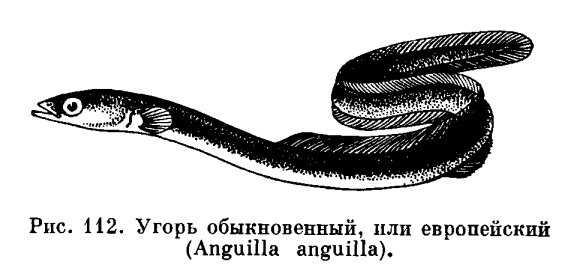 Семейство Угревые или Пресноводные угри (Anguillidae)