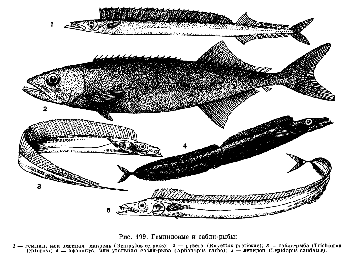 Черноморская рыба 6 букв