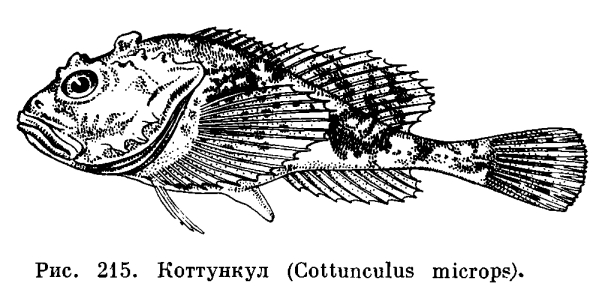 Семейство Агоновые или Морские лисички (Agonidae)