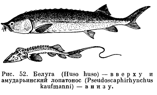 Семейство Осетровых Рыб Фото