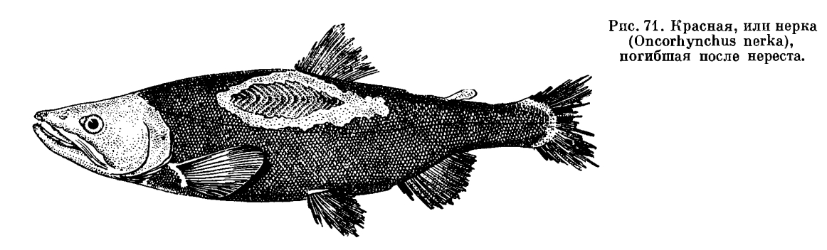 Ценная рыба 6 букв. Лососёвые (семейство). Каспийский лосось. Дальневосточный лосось 5 букв. Самец лосося фото.