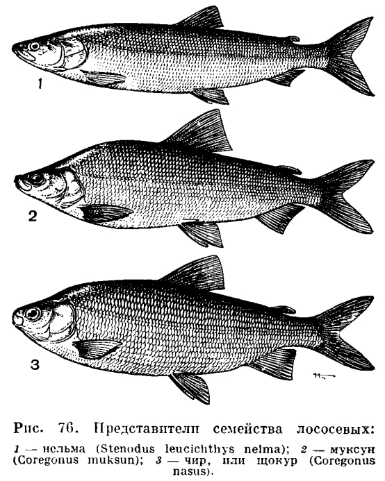 Описание рыбы семейства окуневых на 3 буквы | Информация и характеристики