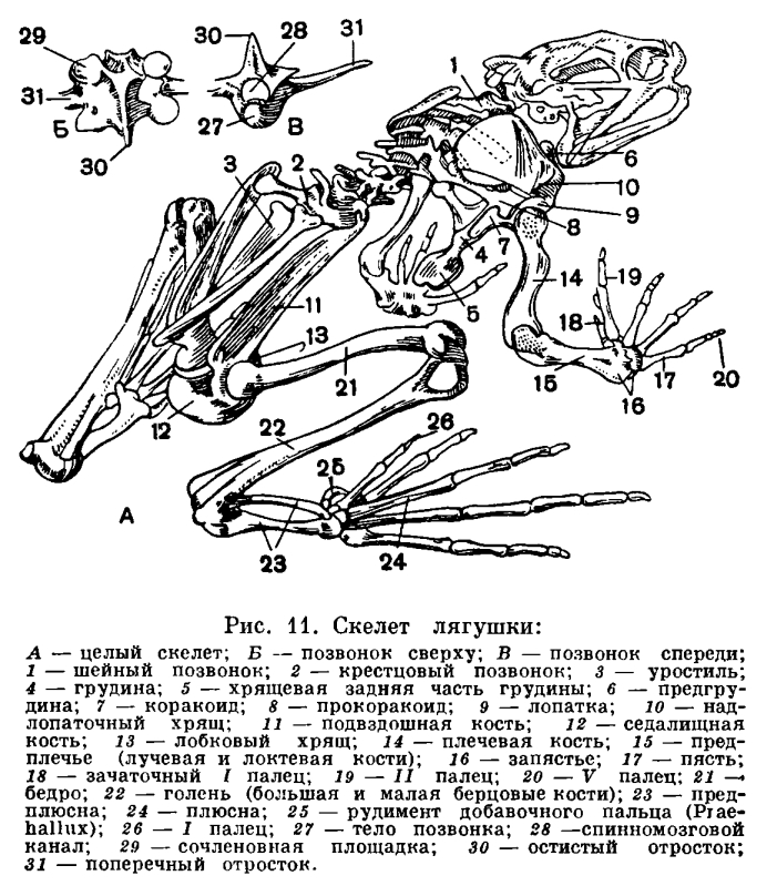 Скелет лягушки позвоночник. Скелет лягушки кости позвоночника. Подробное строение скелета лягушки. Строение скелета амфибий. Строение скелета земноводного.