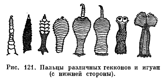 Семейство Цепкопалые, или Гекконы (Gekkonidae)