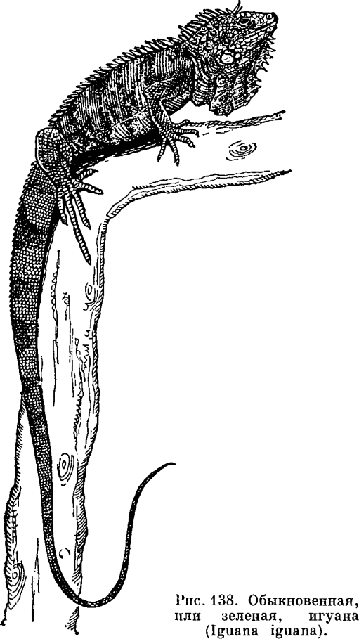 Семейство Игуаны (Iguanidae)