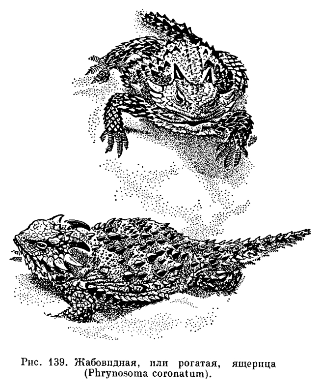 Семейство Игуаны (Iguanidae)