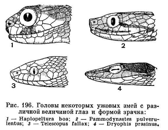 Тип симметрии змей