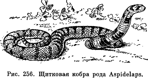 Как называется змея семейства аспидов. ris. 4 2 256. Как называется змея семейства аспидов фото. Как называется змея семейства аспидов-ris. 4 2 256. картинка Как называется змея семейства аспидов. картинка ris. 4 2 256