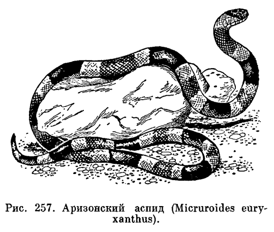 Семейство Аспидовые змеи (Elapidae)