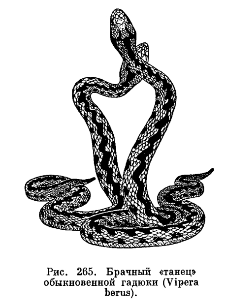 Семейство Гадюковые змеи (Viperidae)