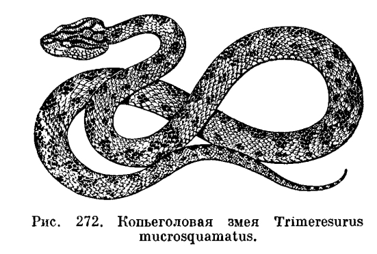 Семейство Ямкоголовые змеи (Crotalidae)