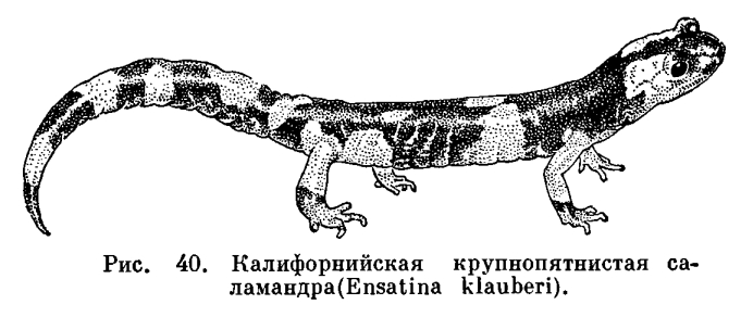 Семейство Безлегочные саламандры (Plethodontidae)