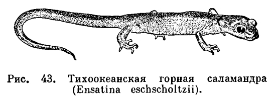 Семейство Безлегочные саламандры (Plethodontidae)