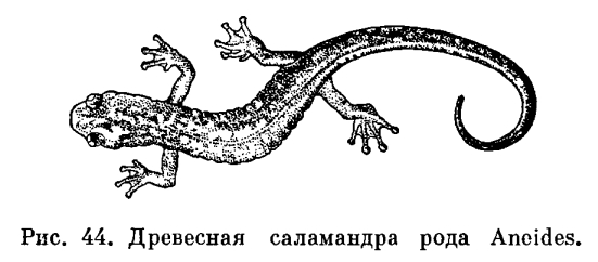 Саламандра 6 букв сканворд Саламандра 6 букв сканворд