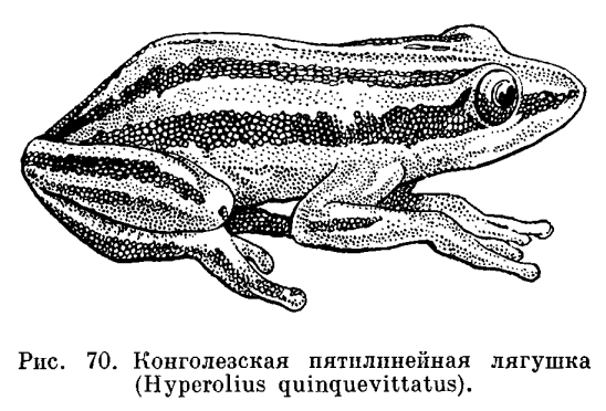 Семейство Веслоногие лягушки (Polypedatidae)