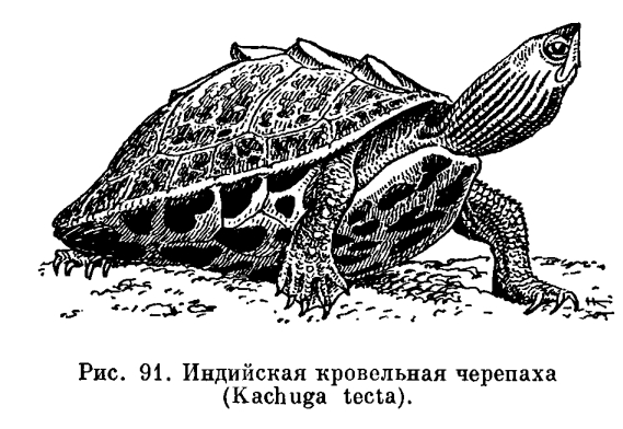 Семейство Пресноводные черепахи (Emydidae)