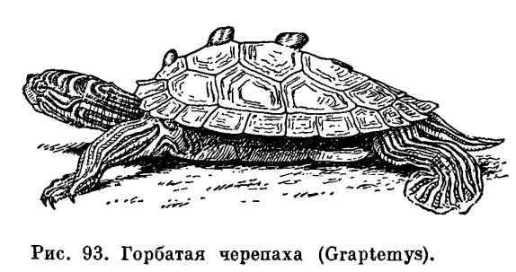 Семейство Пресноводные черепахи (Emydidae)