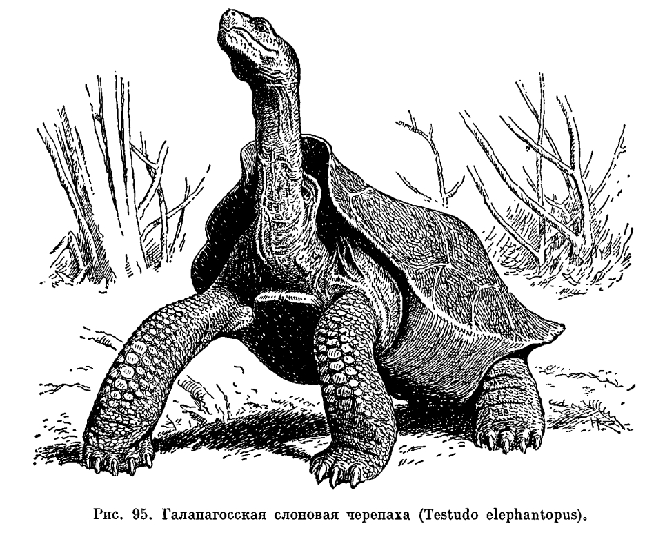 Семейство Сухопутные черепахи (Testudinidae)