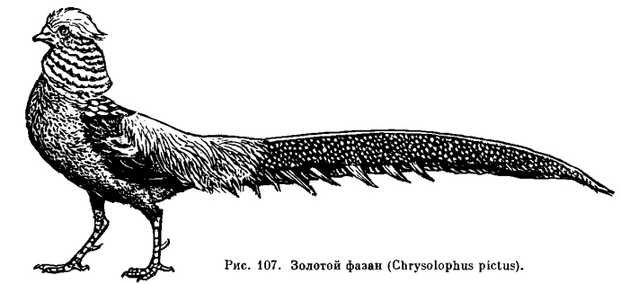 Семейство Фазановые, или Павлиньи (Phasianidae, или Pavonidae) 