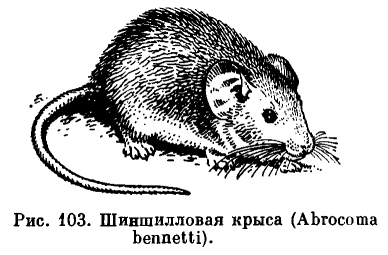 Семейство Крысиношиншилловые (Abrocomidae) 