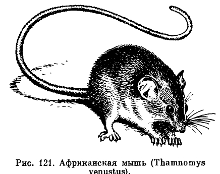Подсемейство Мышиные (Murinae) 