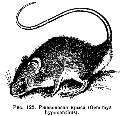 Подсемейство Мышиные (Murinae) 