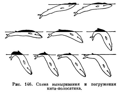Семейство Полосатики (Balaenopteridae) 
