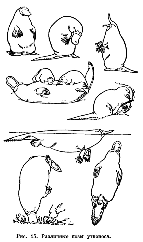 Семейство Утконосы (Ornithorhynchidae) 