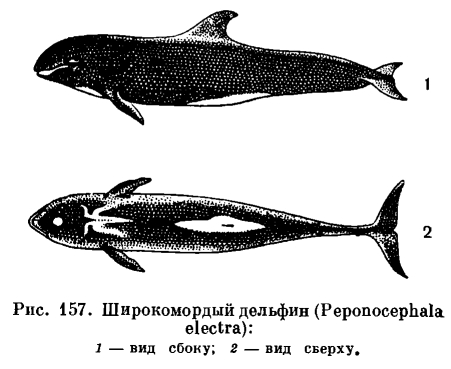 Семейство Дельфиновые (Delphinidae) 