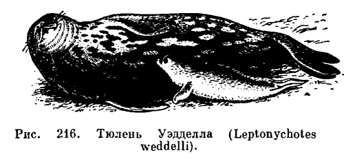 Семейство Настоящие тюлени (Phocidae) 