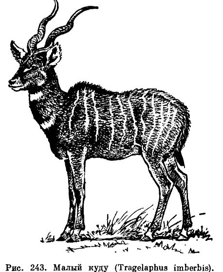 Подсемейство Впнторогие антилопы (Tragelaphinae) 