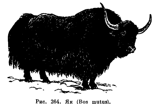 Дикий бык сканворд 4. Подсемейство быки. Быки (Bovinae). Дикий як. Гаур бык вес.