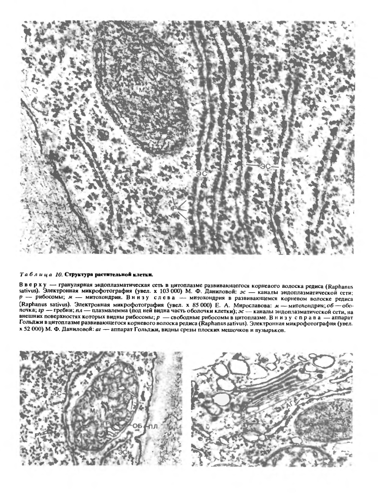 Растительная клетка что это. Смотреть фото Растительная клетка что это. Смотреть картинку Растительная клетка что это. Картинка про Растительная клетка что это. Фото Растительная клетка что это