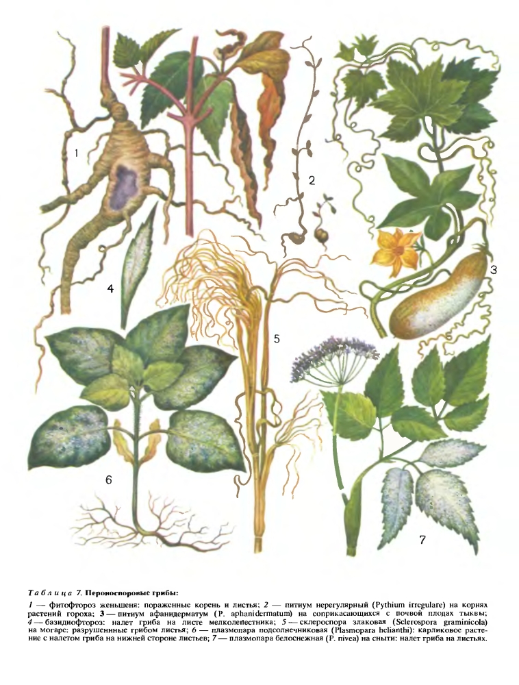 Семейство Пероноспоровые (Peronosporaceae)