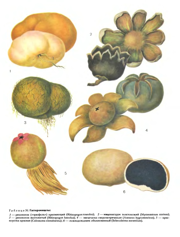 Семейство Болетовые (Boletaceae)