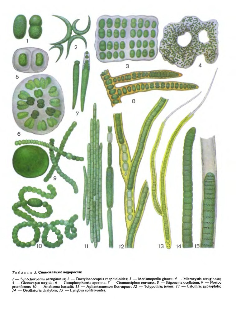 Реферат: Сине-зеленые водоросли