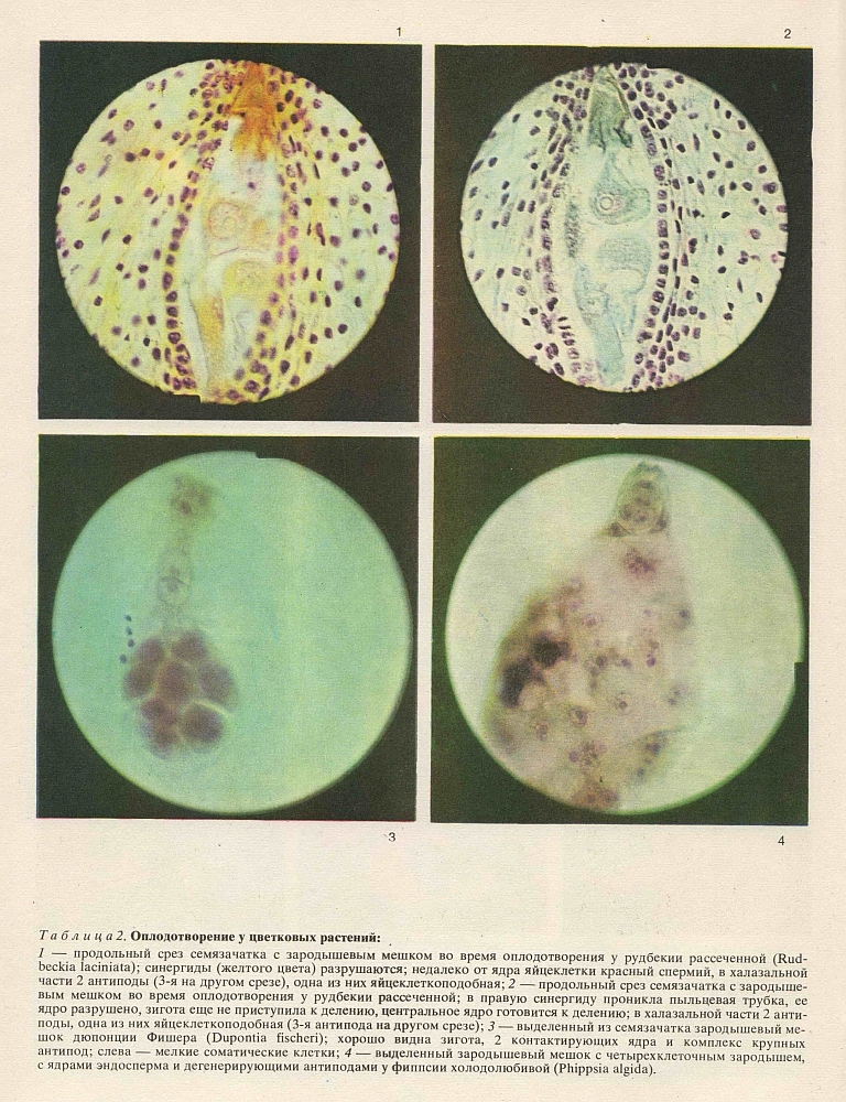 Оплодотворенная спермием центральная клетка. Оплодотворение. Зародышевый мешок под микроскопом. Продольный срез семязачатка. Клетки антиподы в зародышевом мешке.