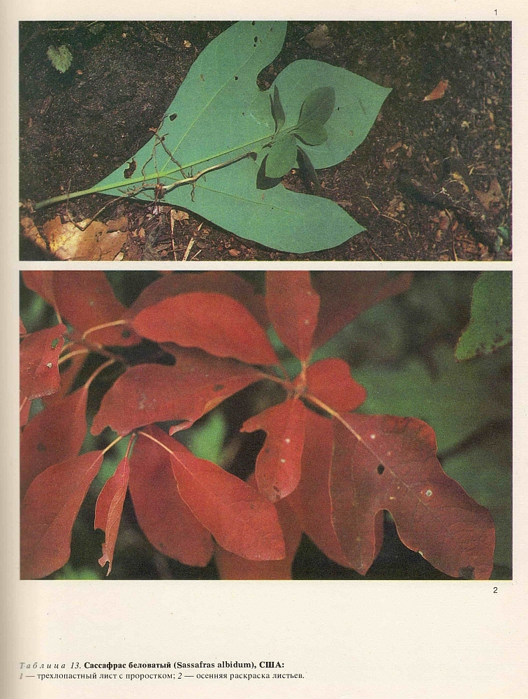 Семейство лавровые (Lauraceae)