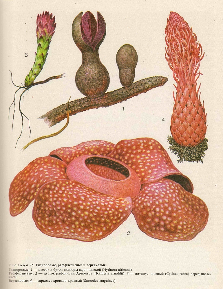 Семейство вересковые (Ericaceae)