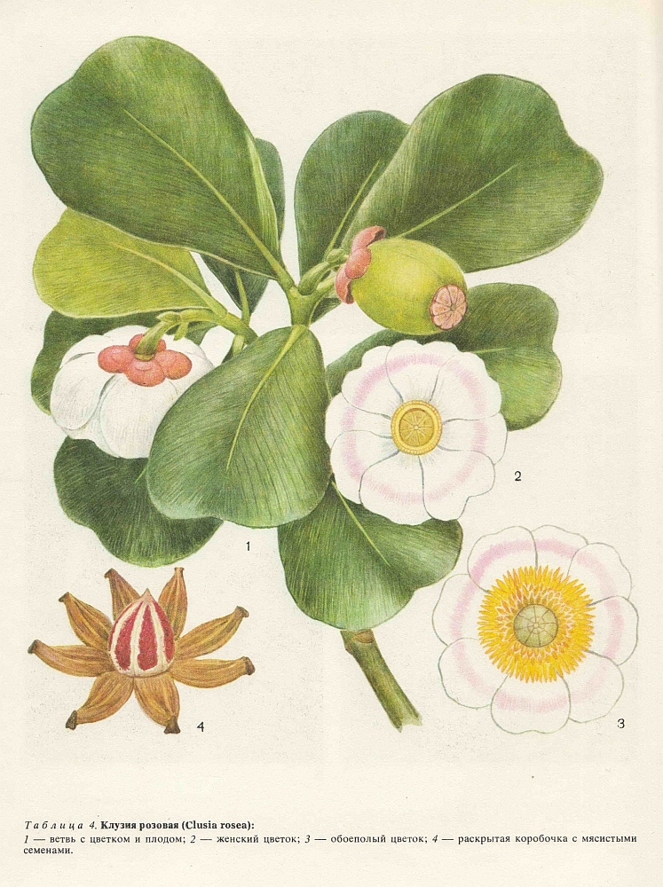 Семейство клузиевые (Clusiaceae или Guttiferae)