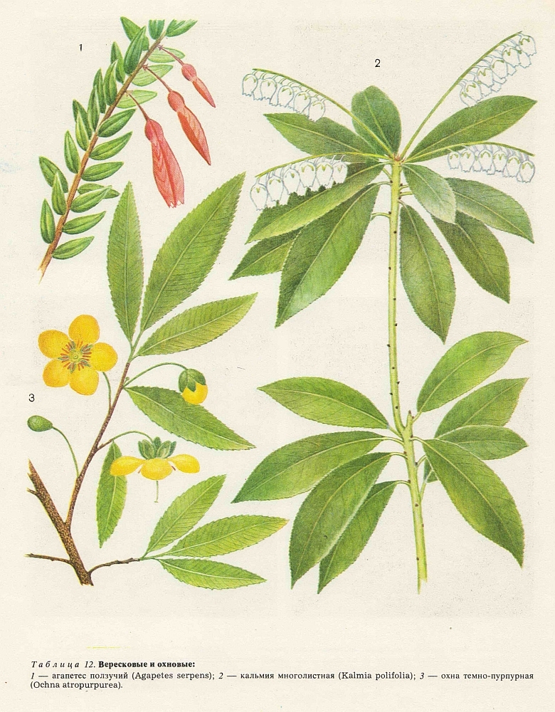 Семейство вересковые (Ericaceae)