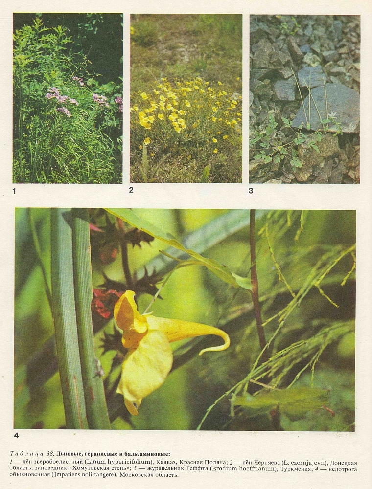 Семейство льновые (Linaceae)