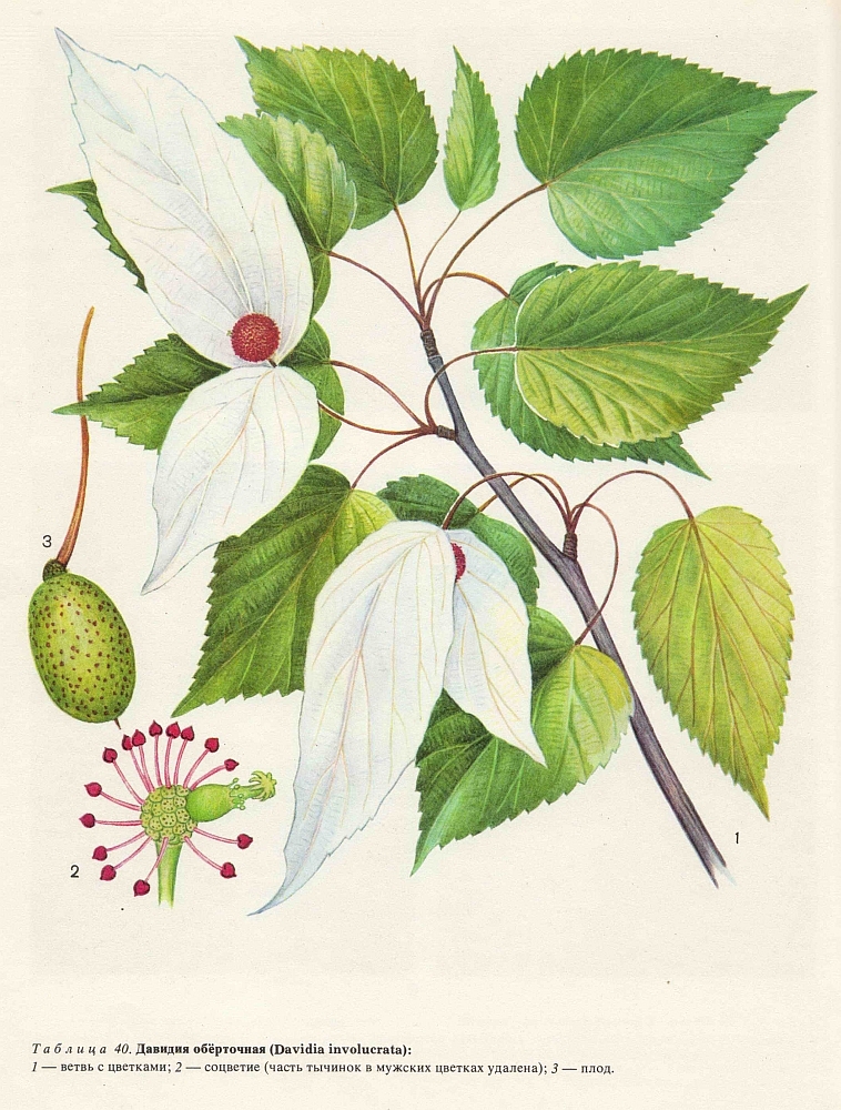 Семейство давидиевые (Davidiaceae)