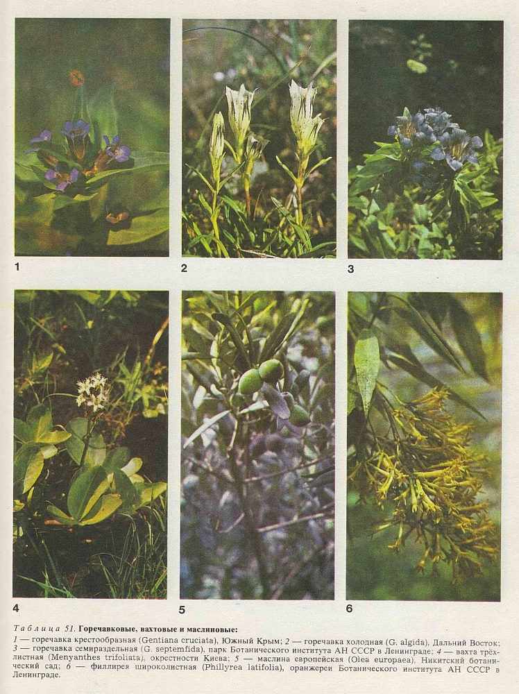 Семейство горечавковые (Gentianaceae)