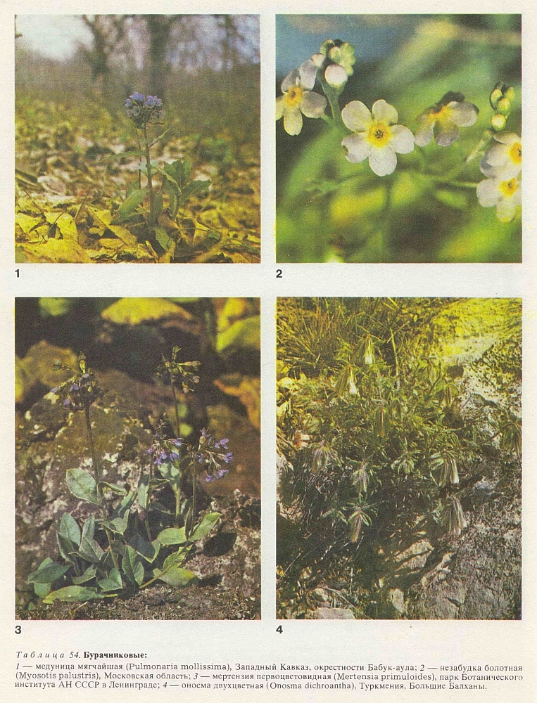 Семейство бурачниковые (Boraginaceae)