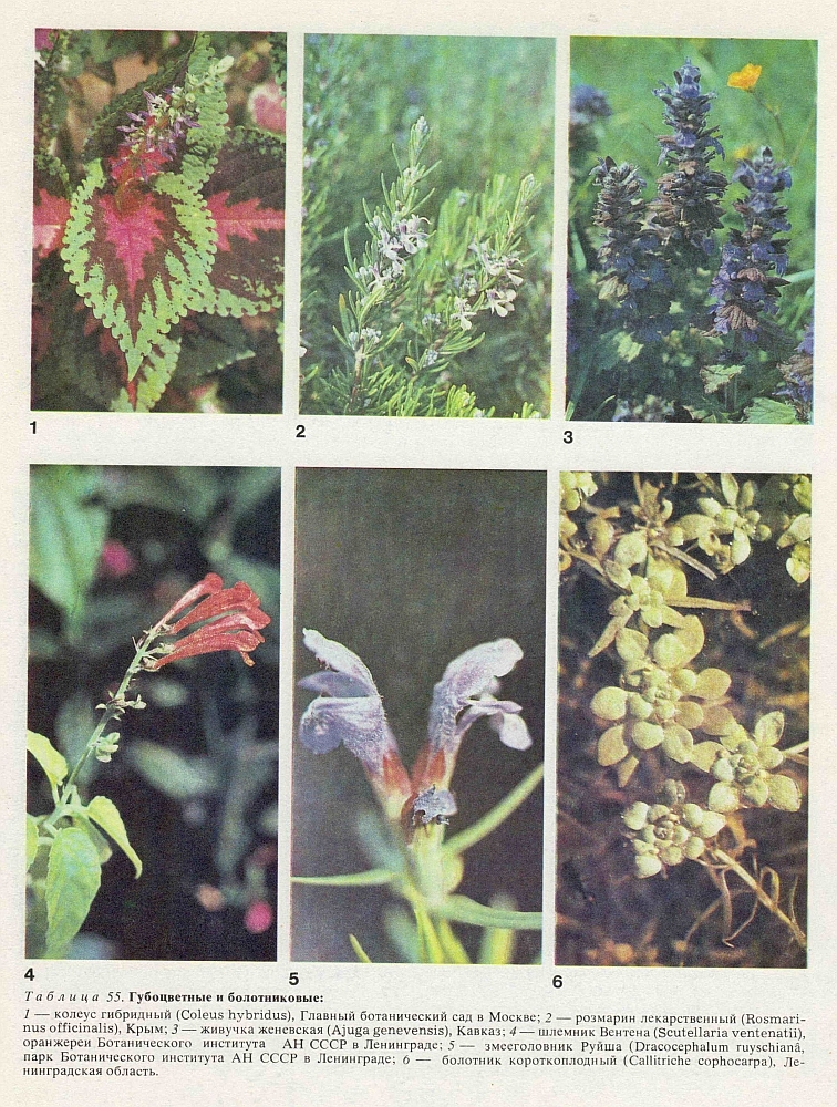 Семейство губоцветные (Lamiaceae или Labiatae)