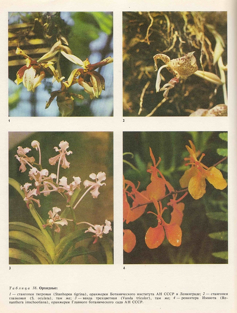 Семейство орхидные (Orchidaceae)